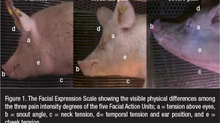 PAIN CAUSED BY PARTURITION IN SOWS (II): USEFUL INDICATORS AND PAIN RELIEF